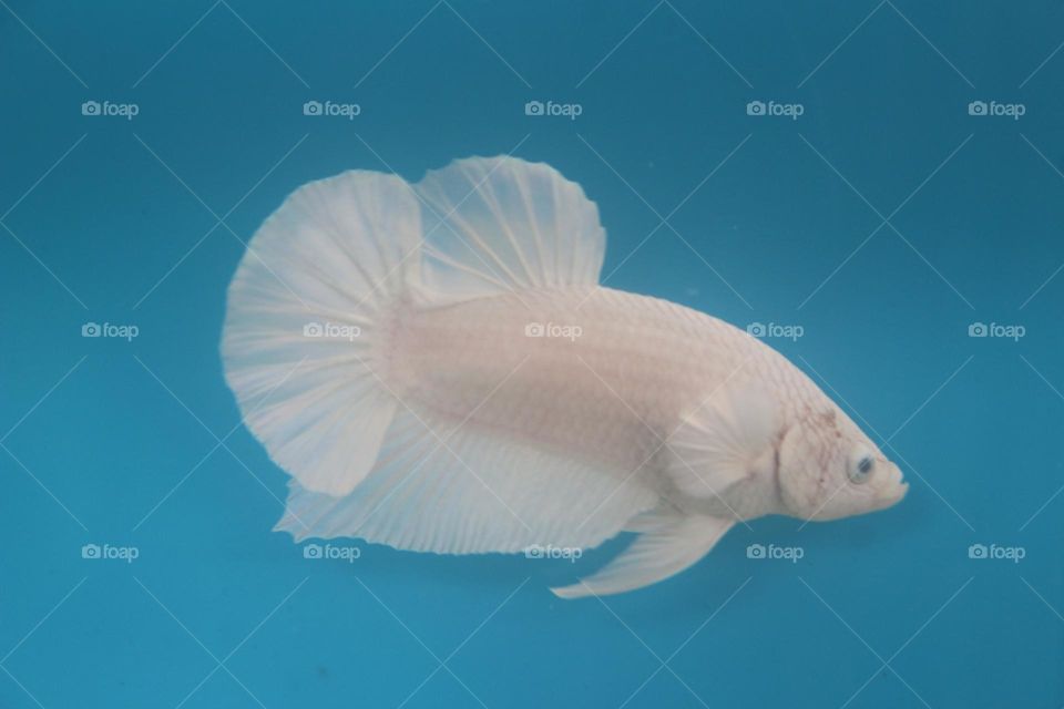 White Plakat Betta Fish
