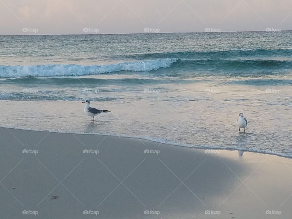 Water, Beach, Sea, Ocean, Bird