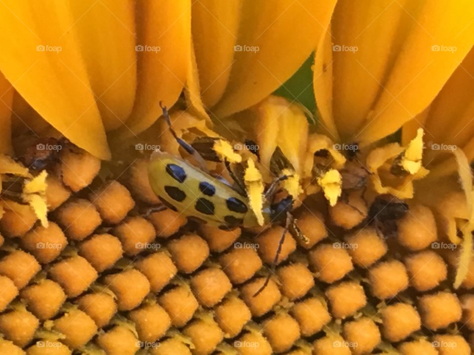 An insect feeding on a sunflower and pollinating it in the process 