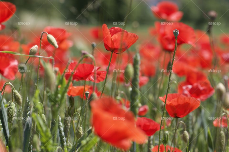 View of poppies