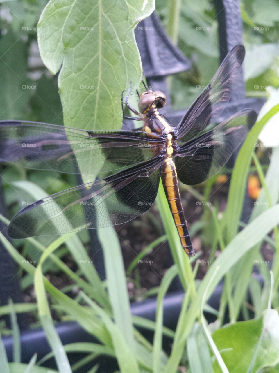 dragonfly in the garden