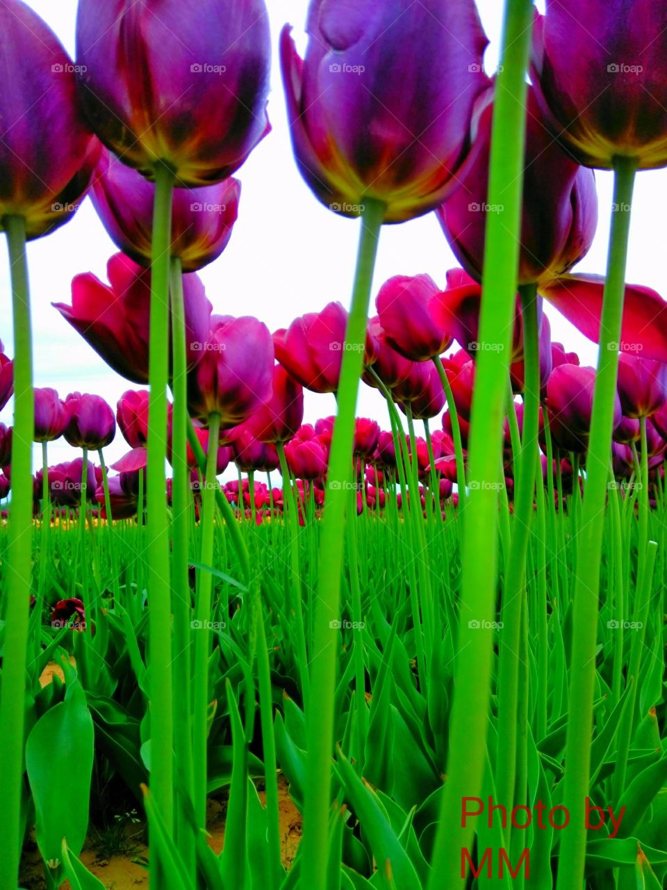 TULIPS