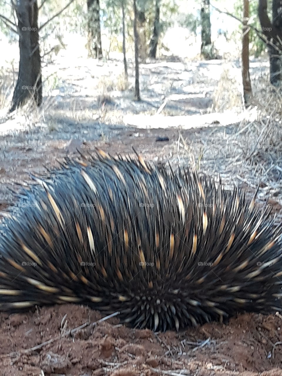 An Echidna in its natural environment