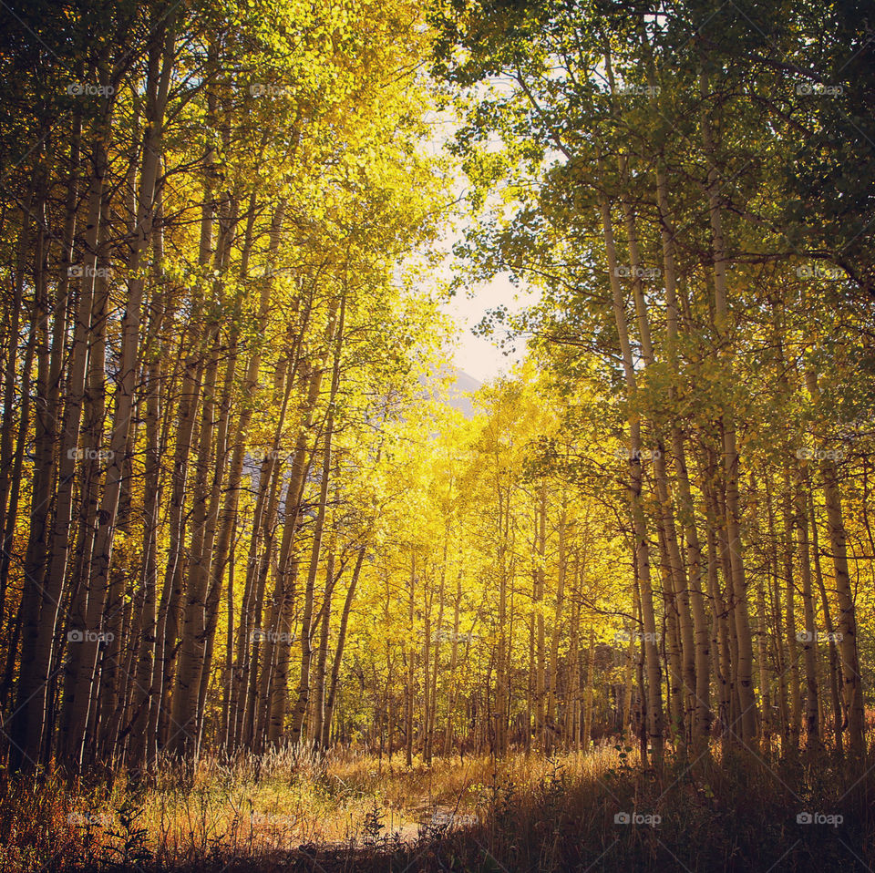 Golden Aspens