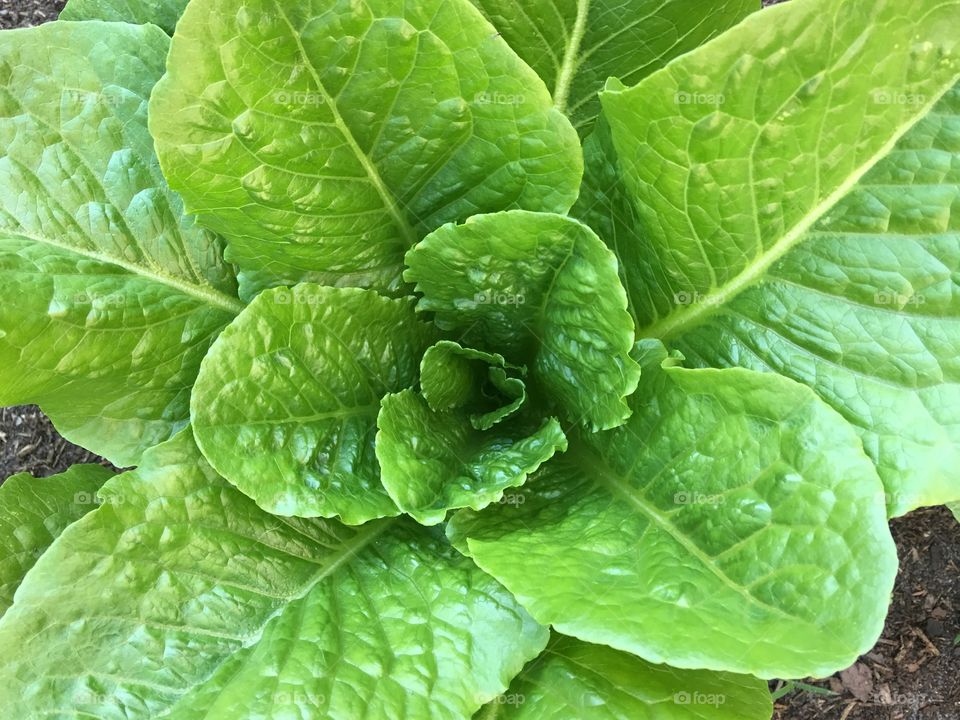 Romaine leaf lettuce. FL HOMEGROWN.