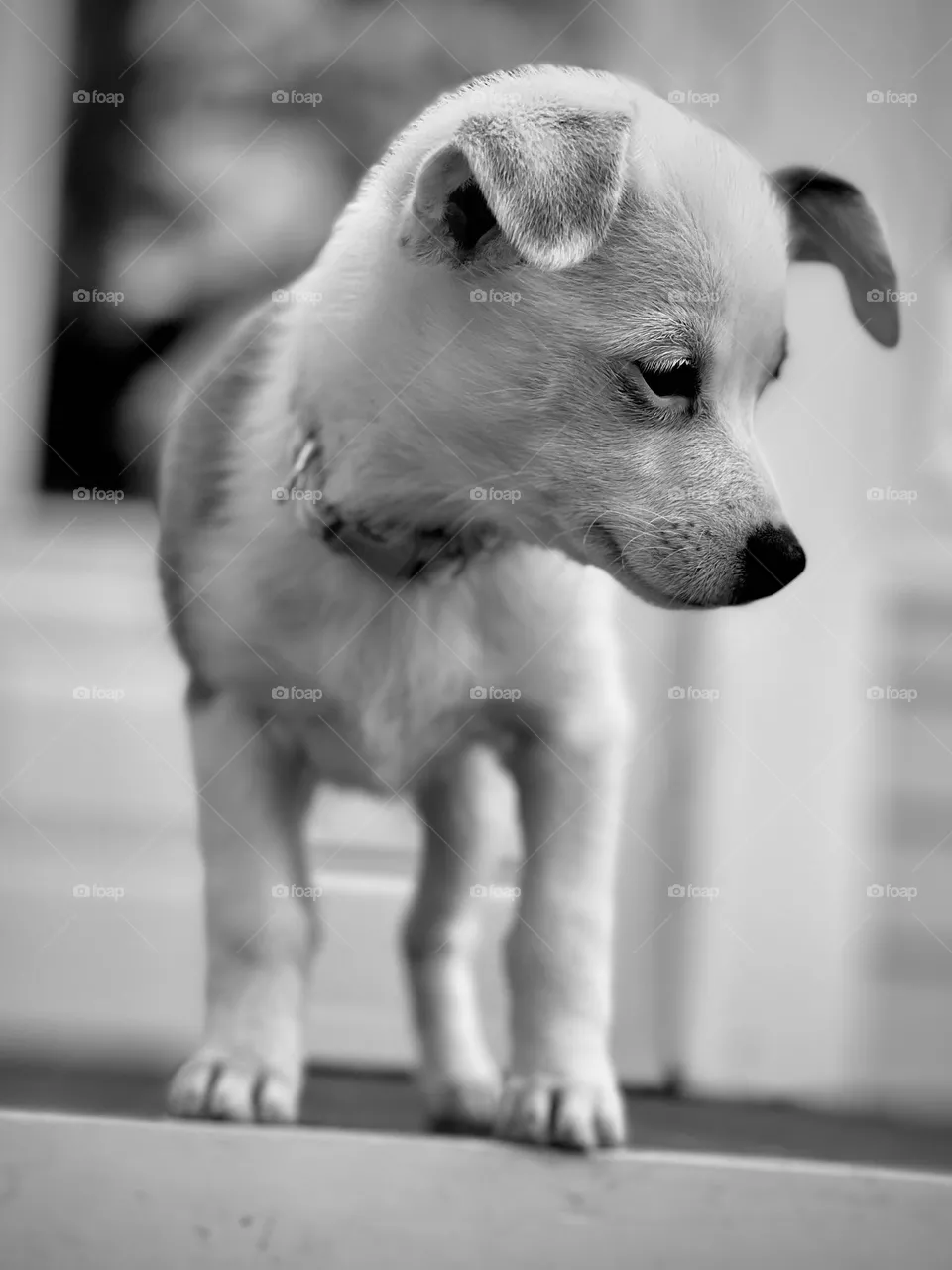 Black and white of puppy