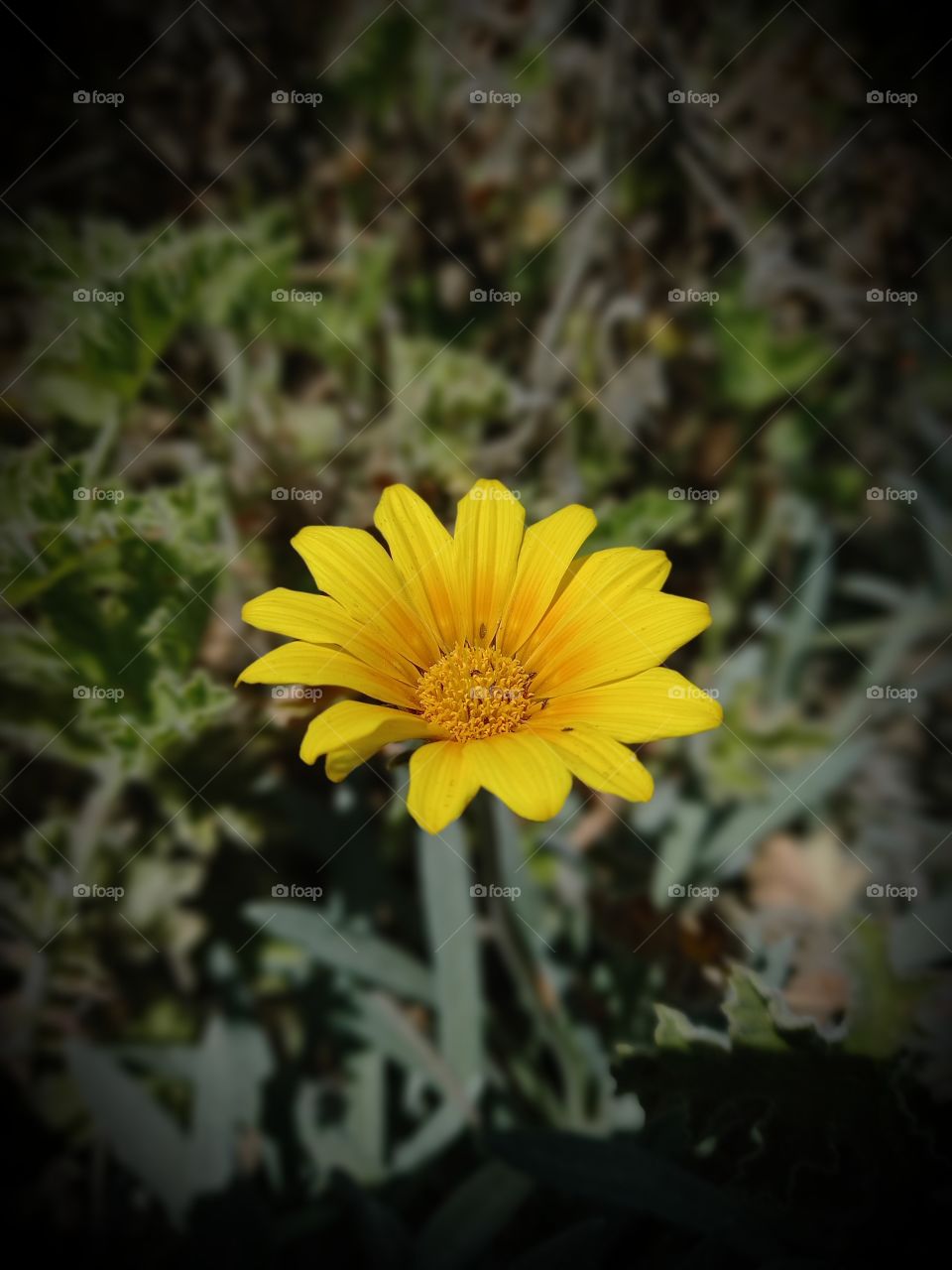 Yellow flower