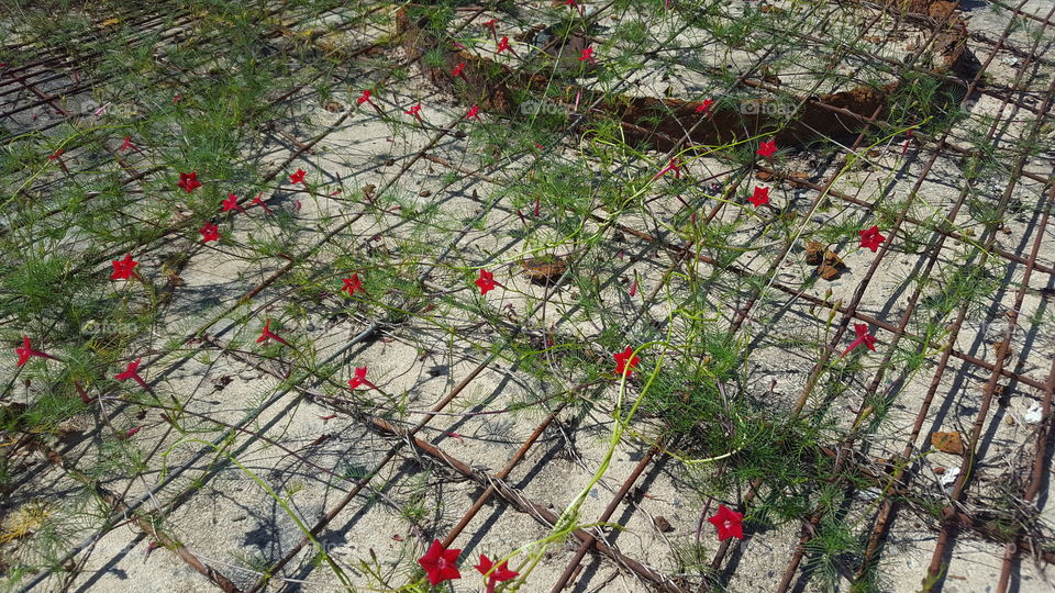 Old Rusty Fence with Cypress Vine