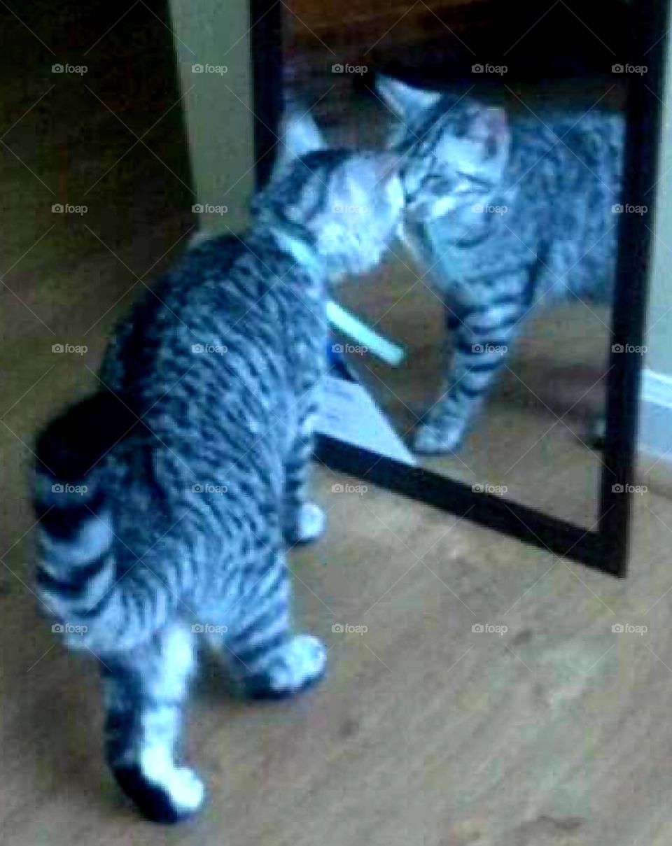 kitty reflection