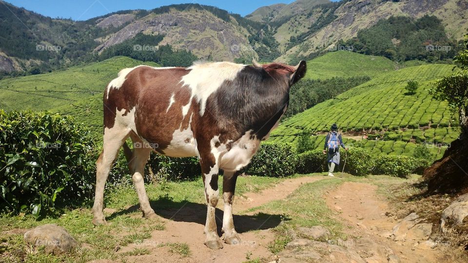 A walk in nature walks the soul back home.” – ...