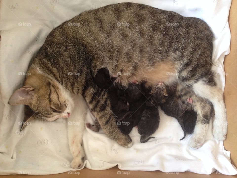 Adorable kittens and their mom.