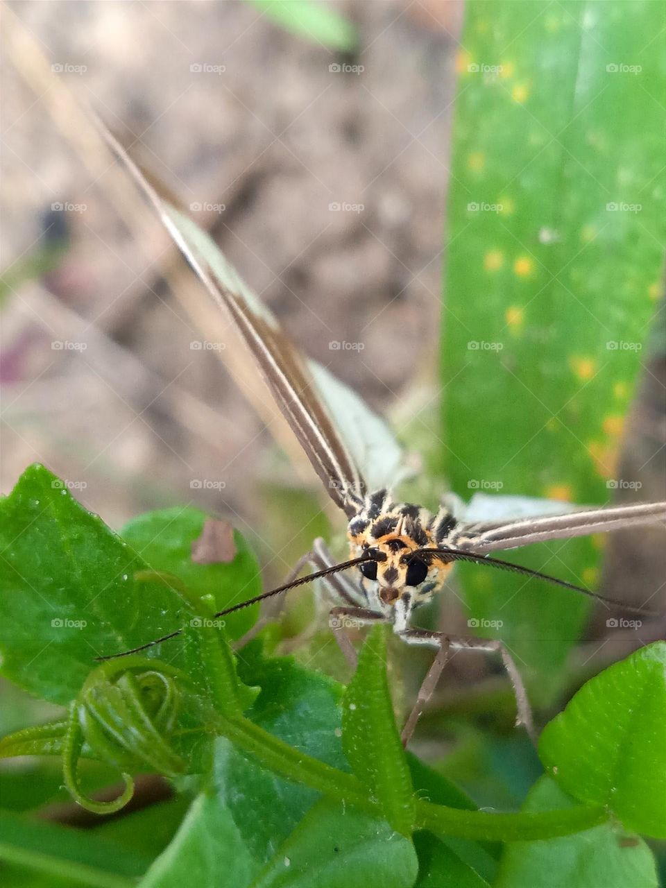 A colourful moth.