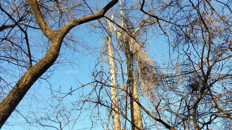 Trees Branching vs Blue Sky