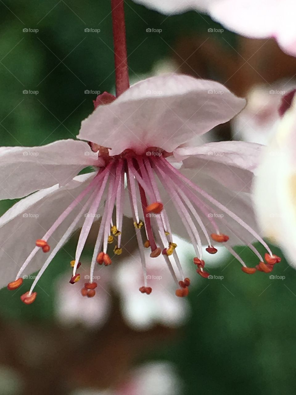 pink flower