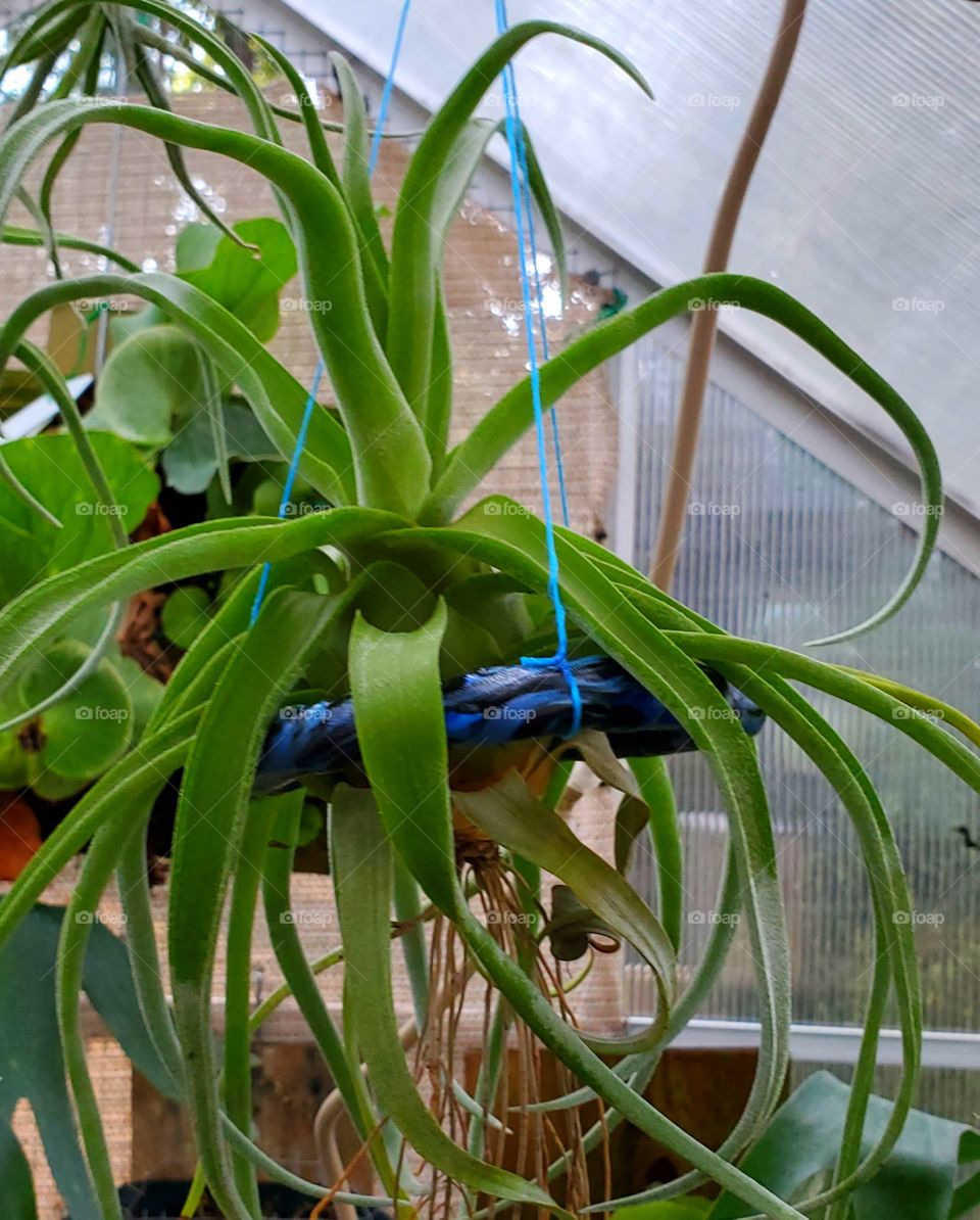 airplant