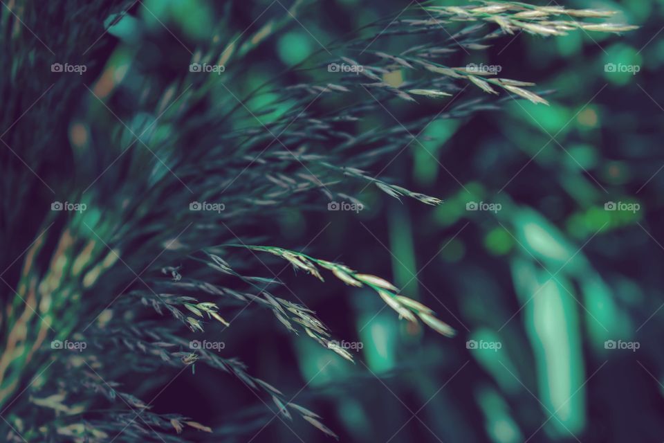 Green background of leaves and plants