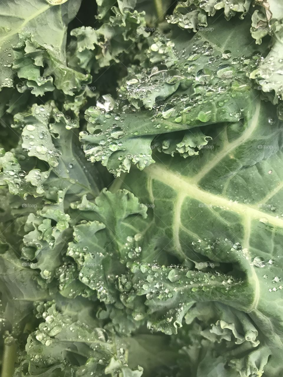 Kale Closeup