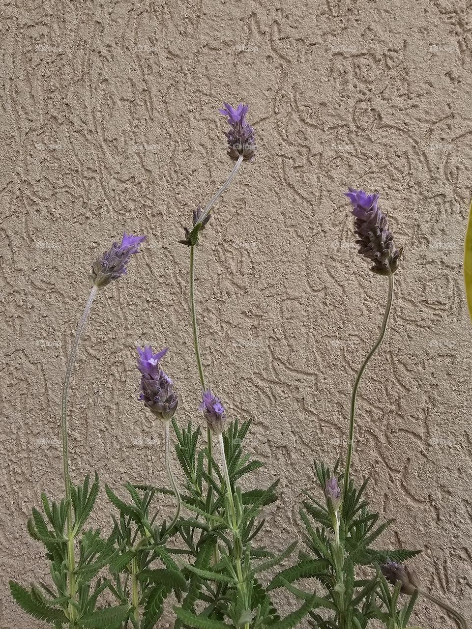 A Lavender plant with flowers pointing upward,  looking for the sun. It's floral scent present.