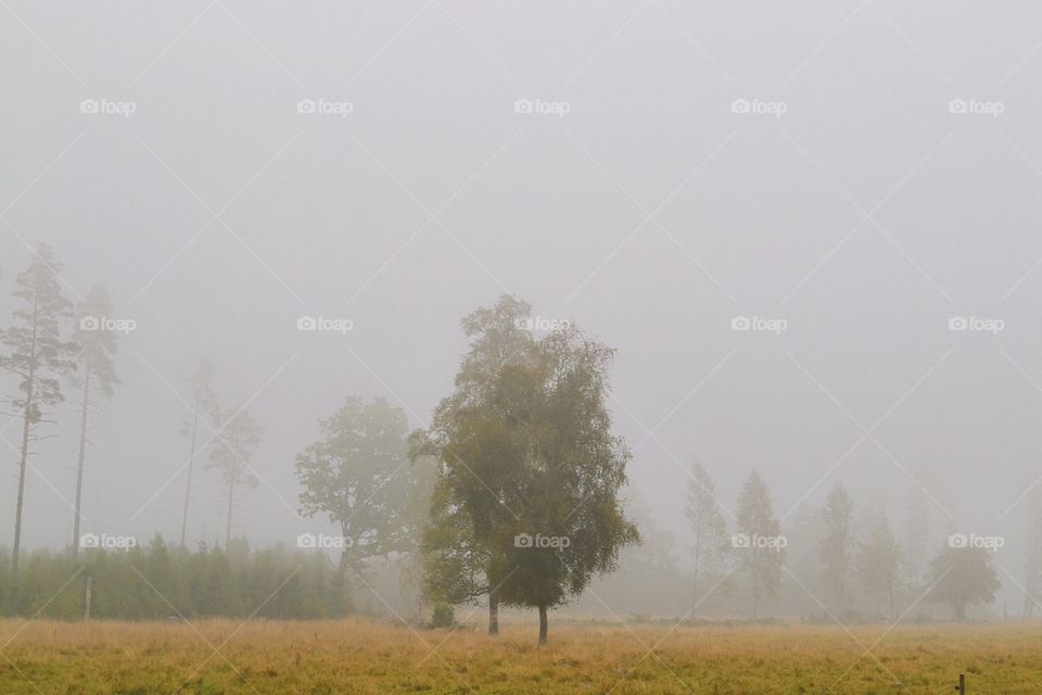 Fog, Mist, Landscape, Tree, Nature