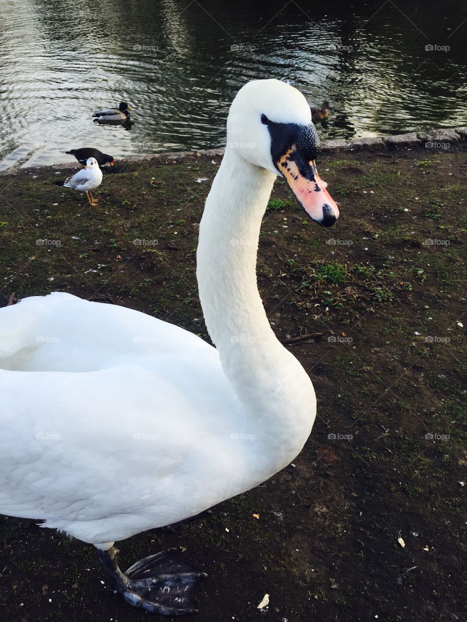 A wild swan in London