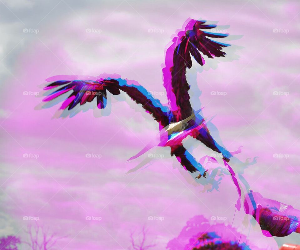 3D (double layered) Bald Eagle on action 