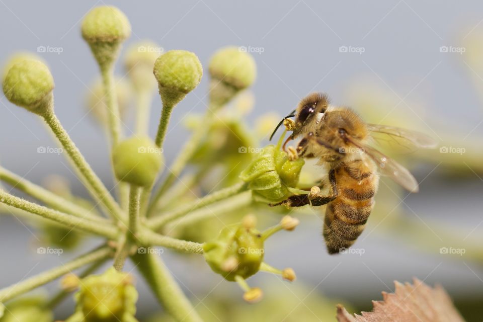 Wasp Feeding From Flower