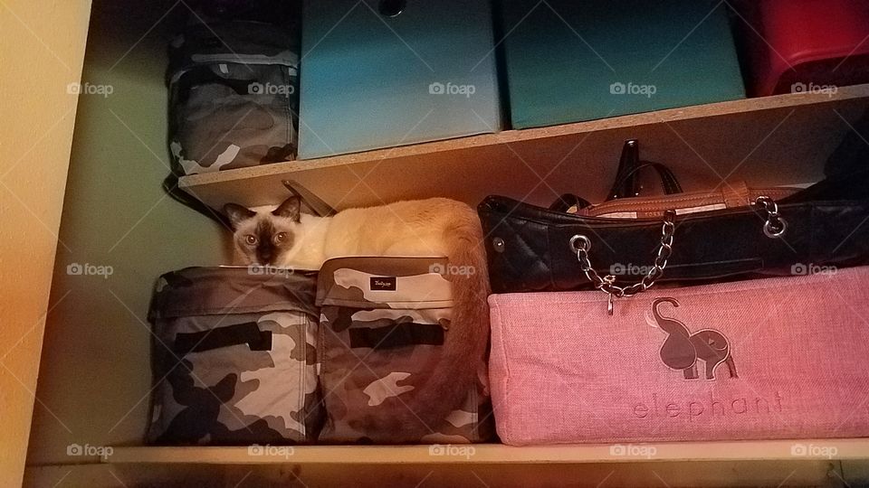 Purse loving kitty