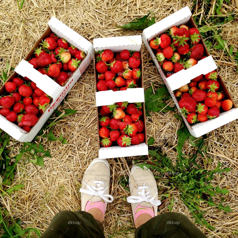 Strawberry picking in Manitoba, CAN