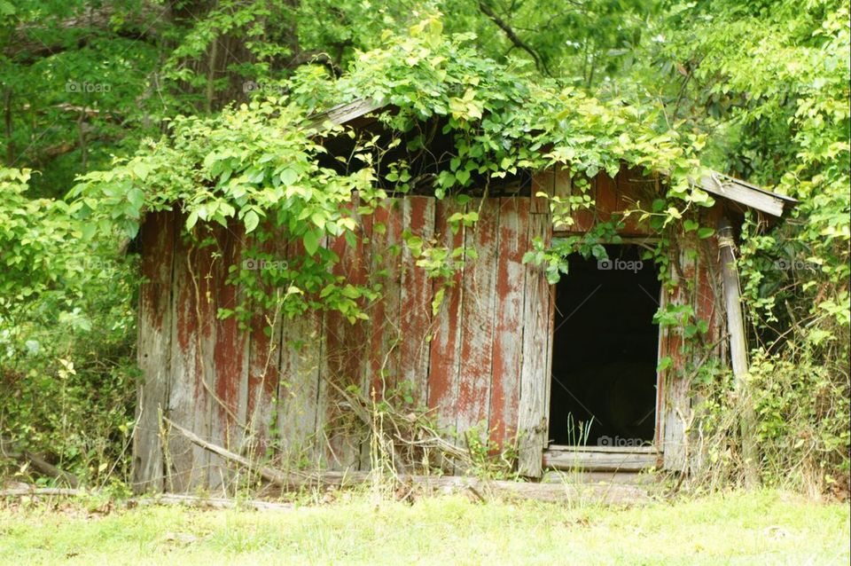Old red shed