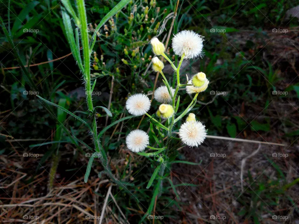 Asthmaweed