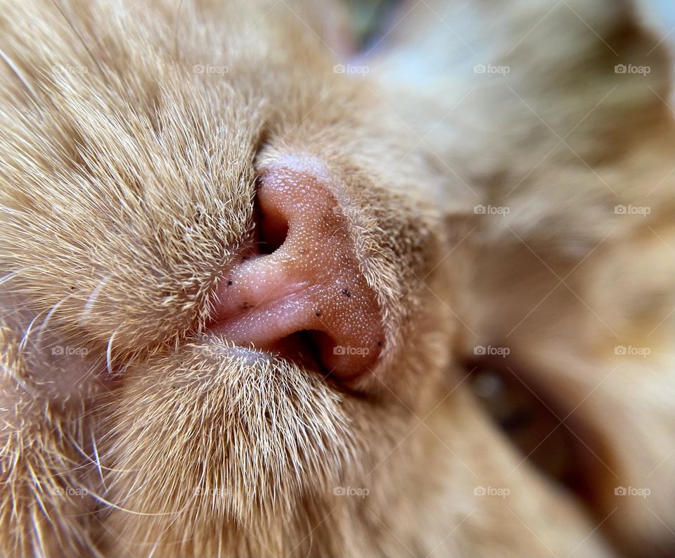 Close up of the nose of a sleeping cat