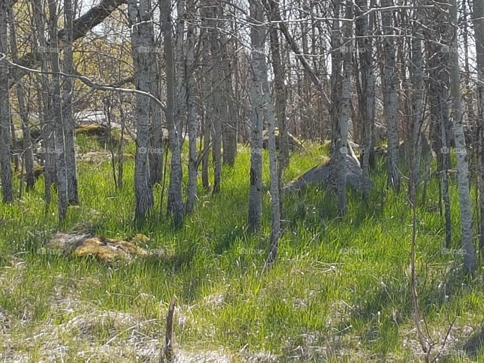 Wood, Nature, Tree, Landscape, Outdoors