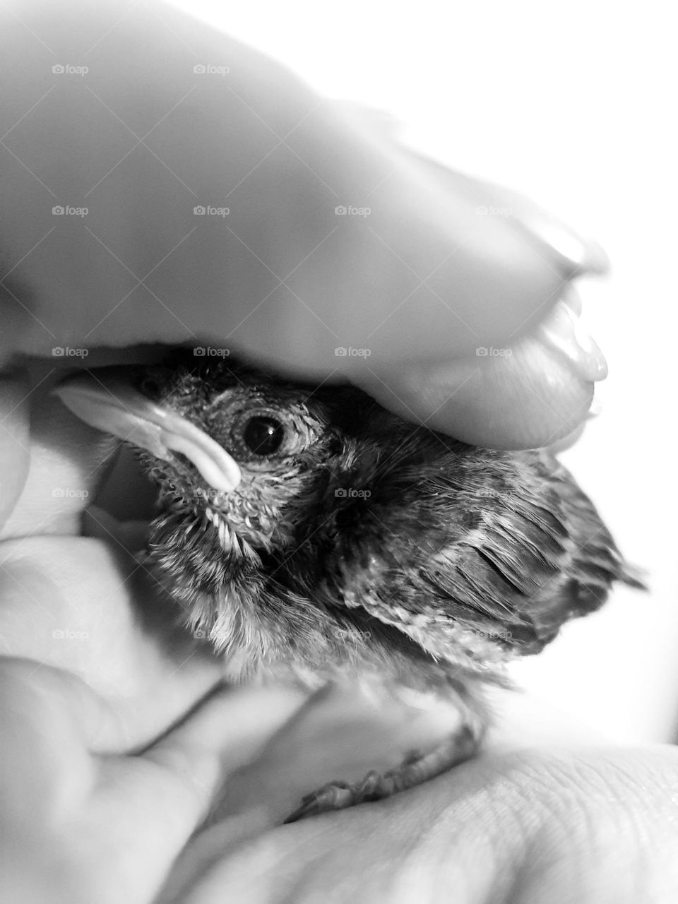 Unusual pets, sparrow, small sparrow