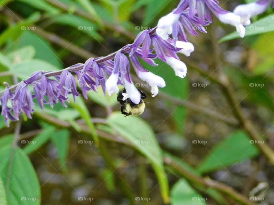 Bee collecting pollen from a purple flower 