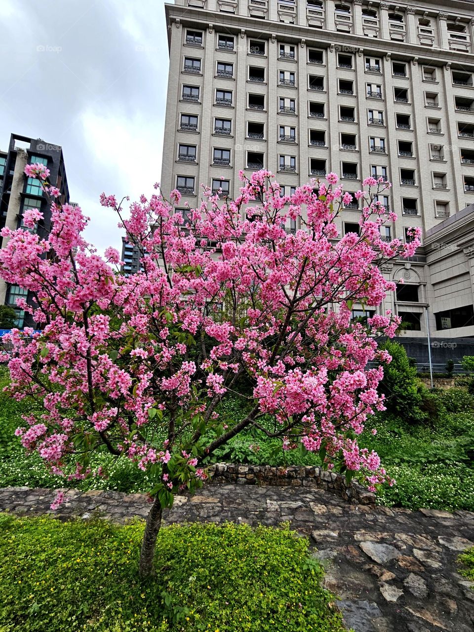 The beauty of pink cherry blossoms