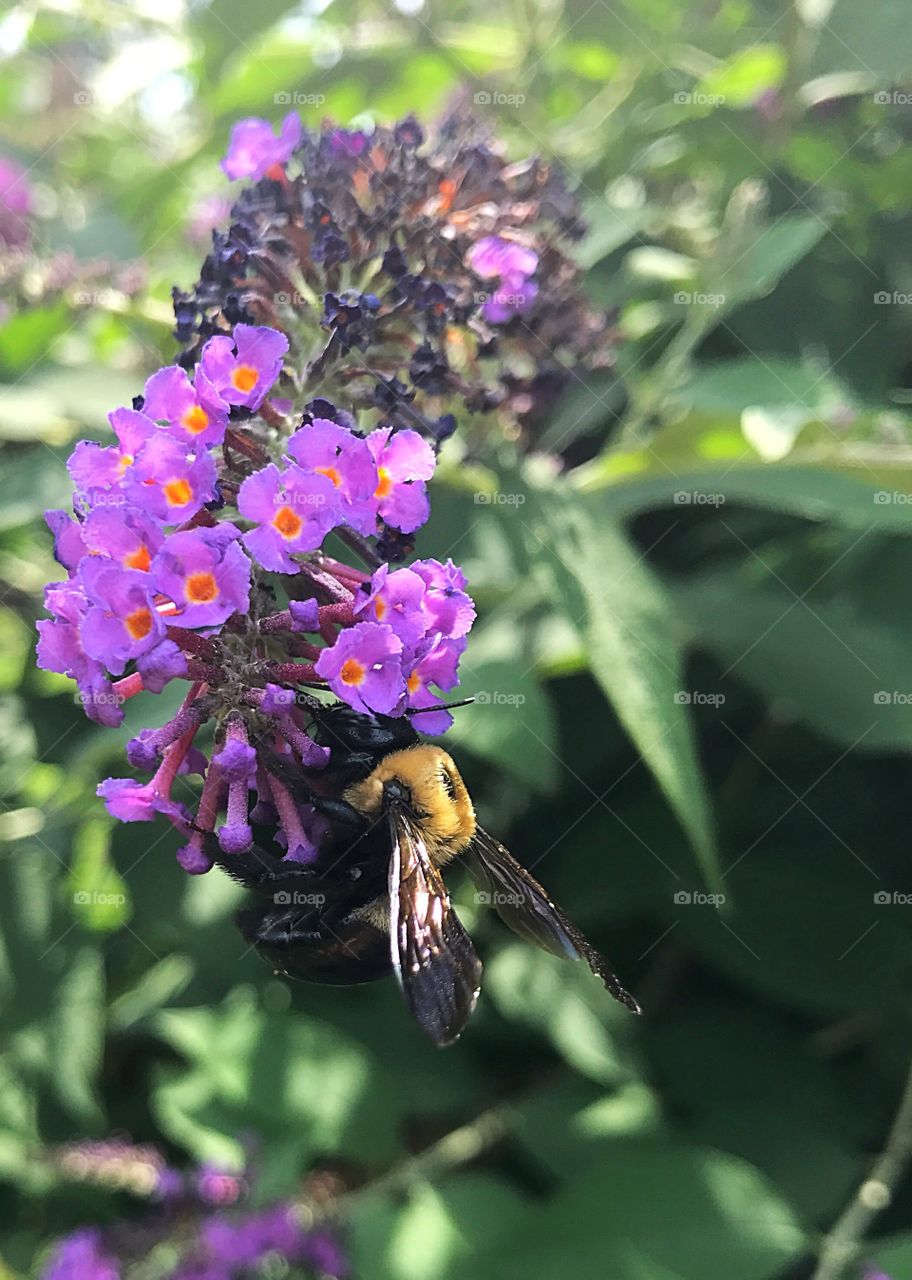 Bee in a butterfly bush