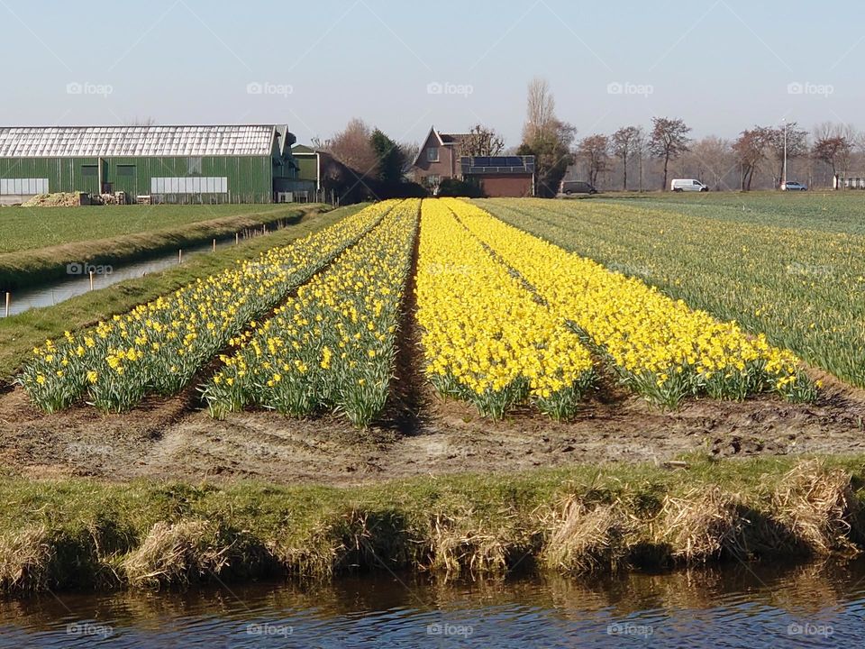 narcissen field