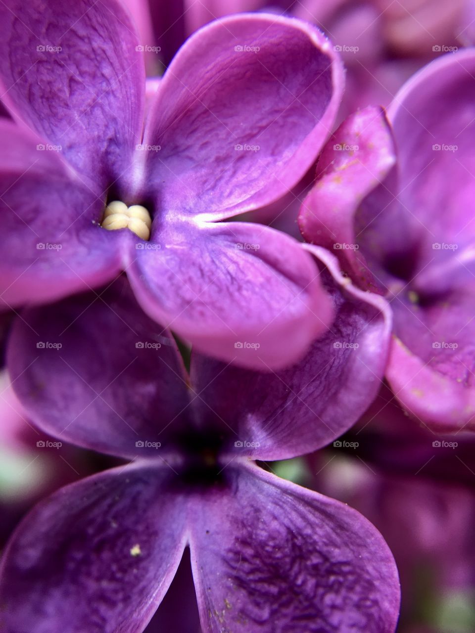Blossom of lilac, flower macro