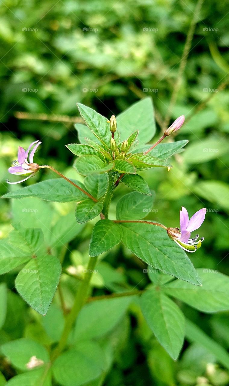 cleome rutidosperma is a weed that belongs to a member of the Cleomaceae family