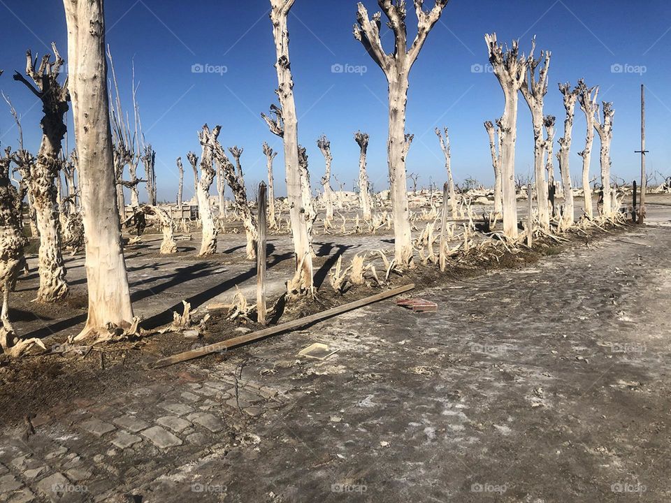 Dry trees in an abandoned town 
