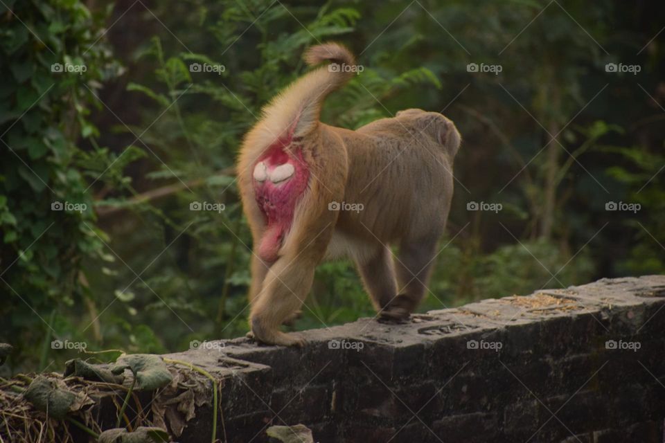 Monkey best photo monkey Bandar