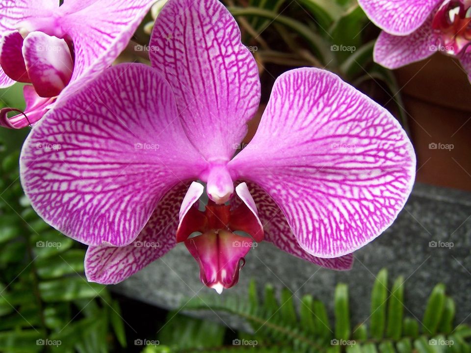 Orchid