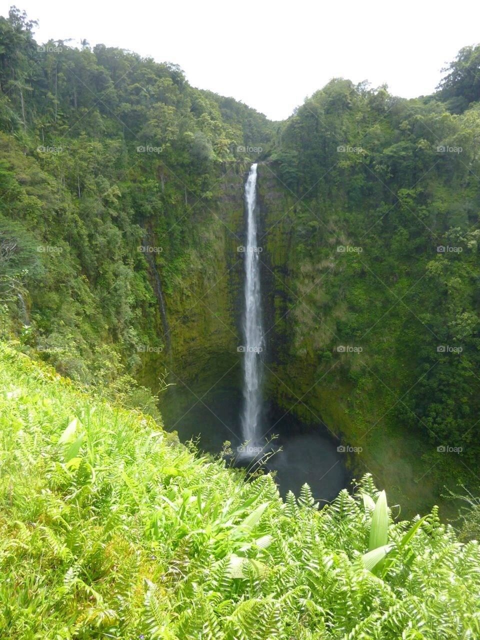 Akaka falls at Hawaii