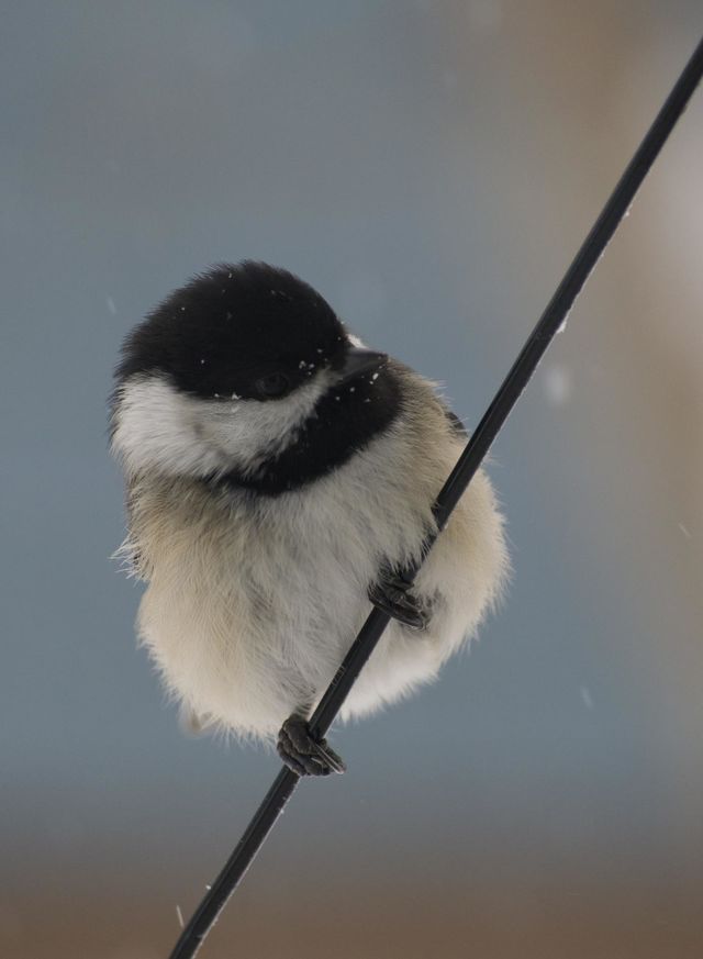 Winter chickadee 