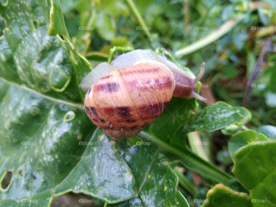 Snail