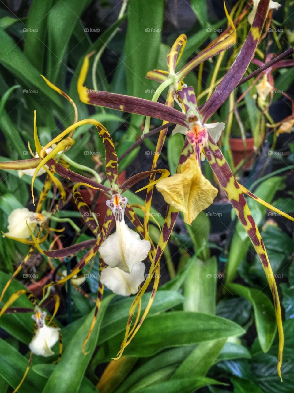 Spider orchids