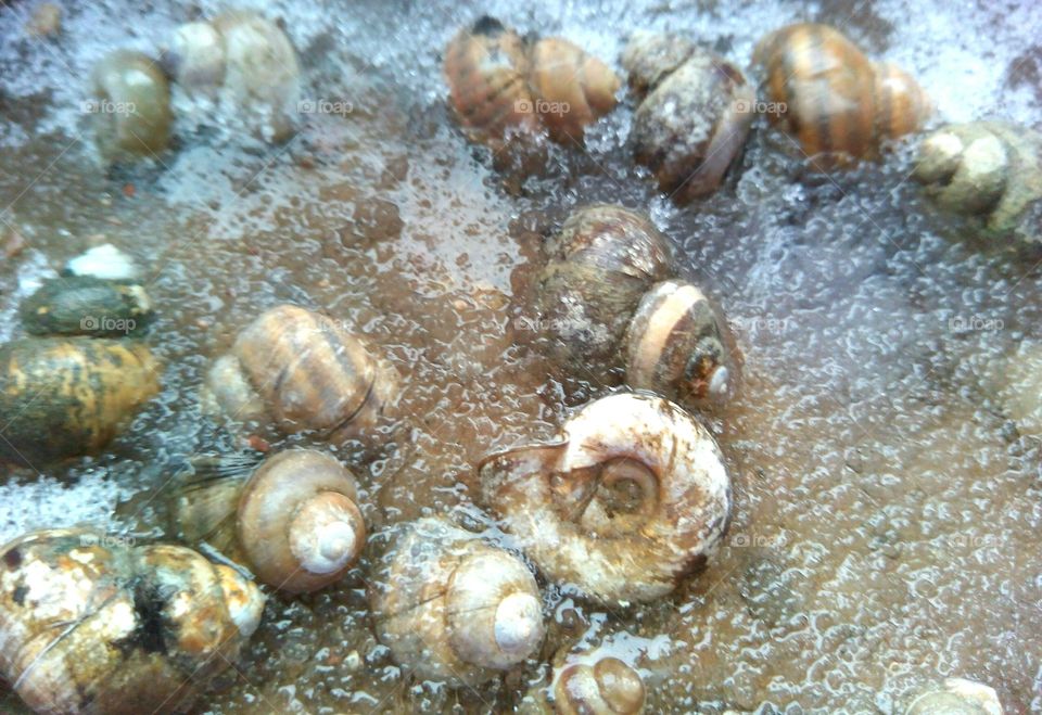 Shellfish, Seashell, Shell, Snail, Marine