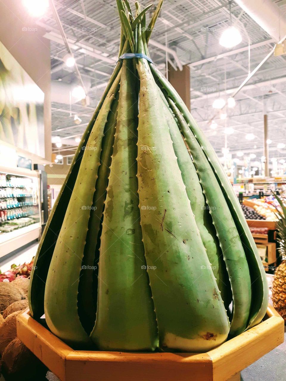 Display of aloe plant.