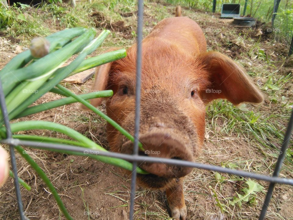 Chive pig