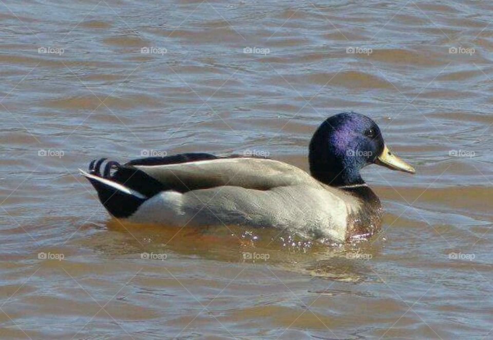 purple head mallard duck